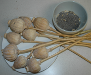 Concentrate of poppy straw