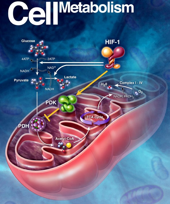 Cell Metabolism