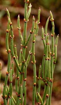 ephedra