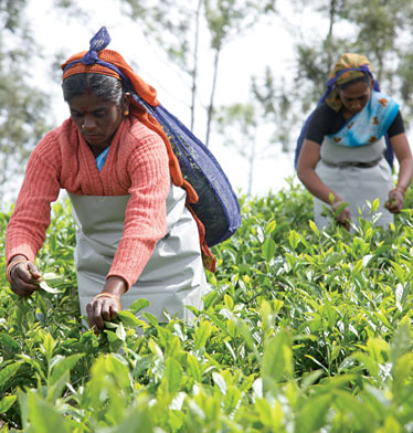tea export in india